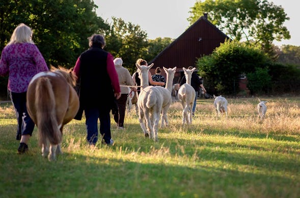 Alpaka Wanderung Münster
