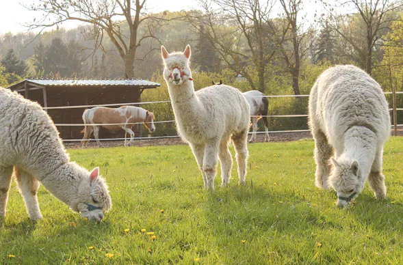 Alpaka Wanderung Münster