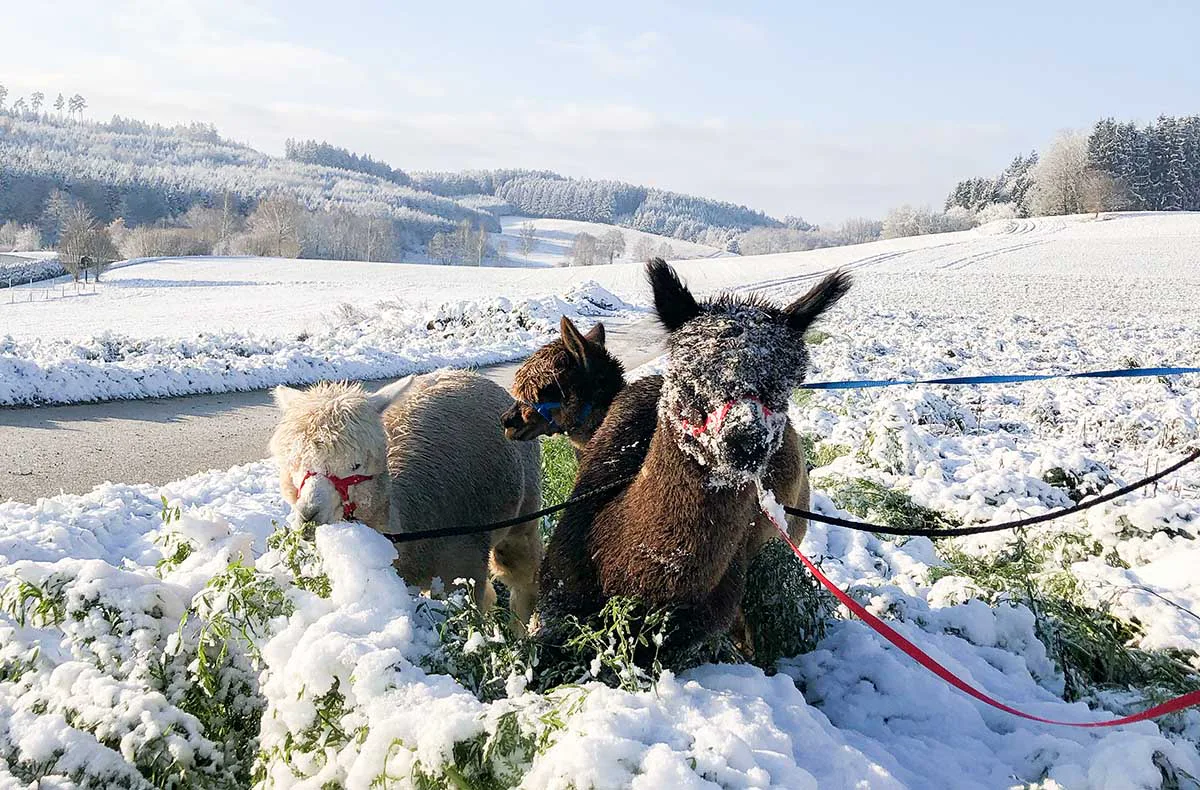 Exklusiver Alpakaspaziergang im Winter durch den Naturpark Augsburg - 1
