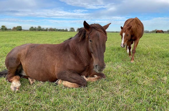 Auszeit mit Pferden Grumbach