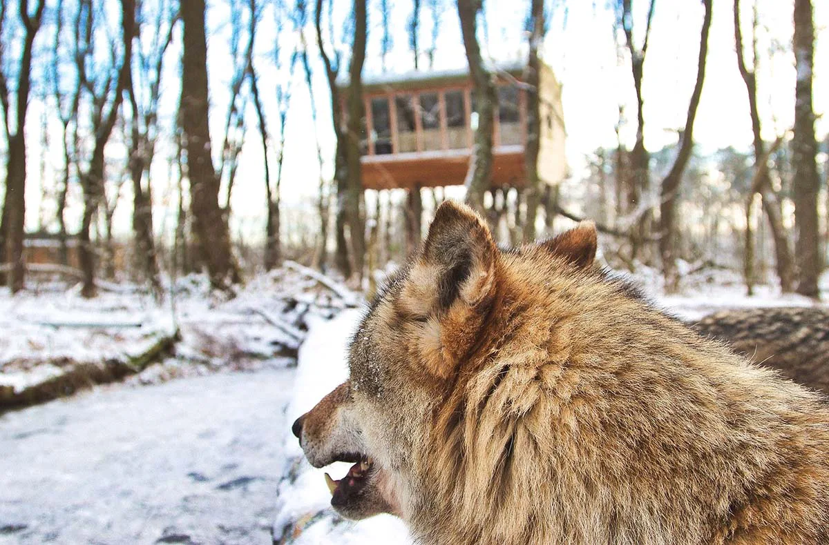 Außergewöhnlich Übernachten im Baumhaus im Wolfcenter Dörverden für 2 (1 Nacht) - 3