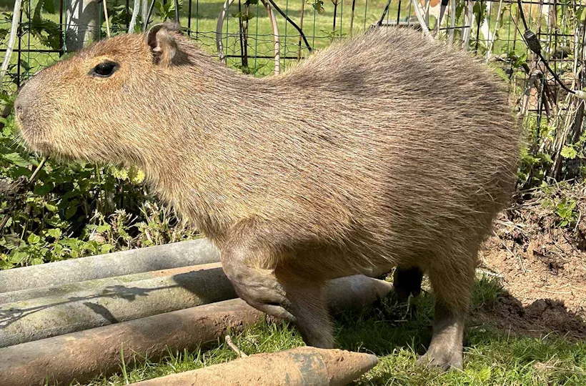 Capybara streicheln Wulften
