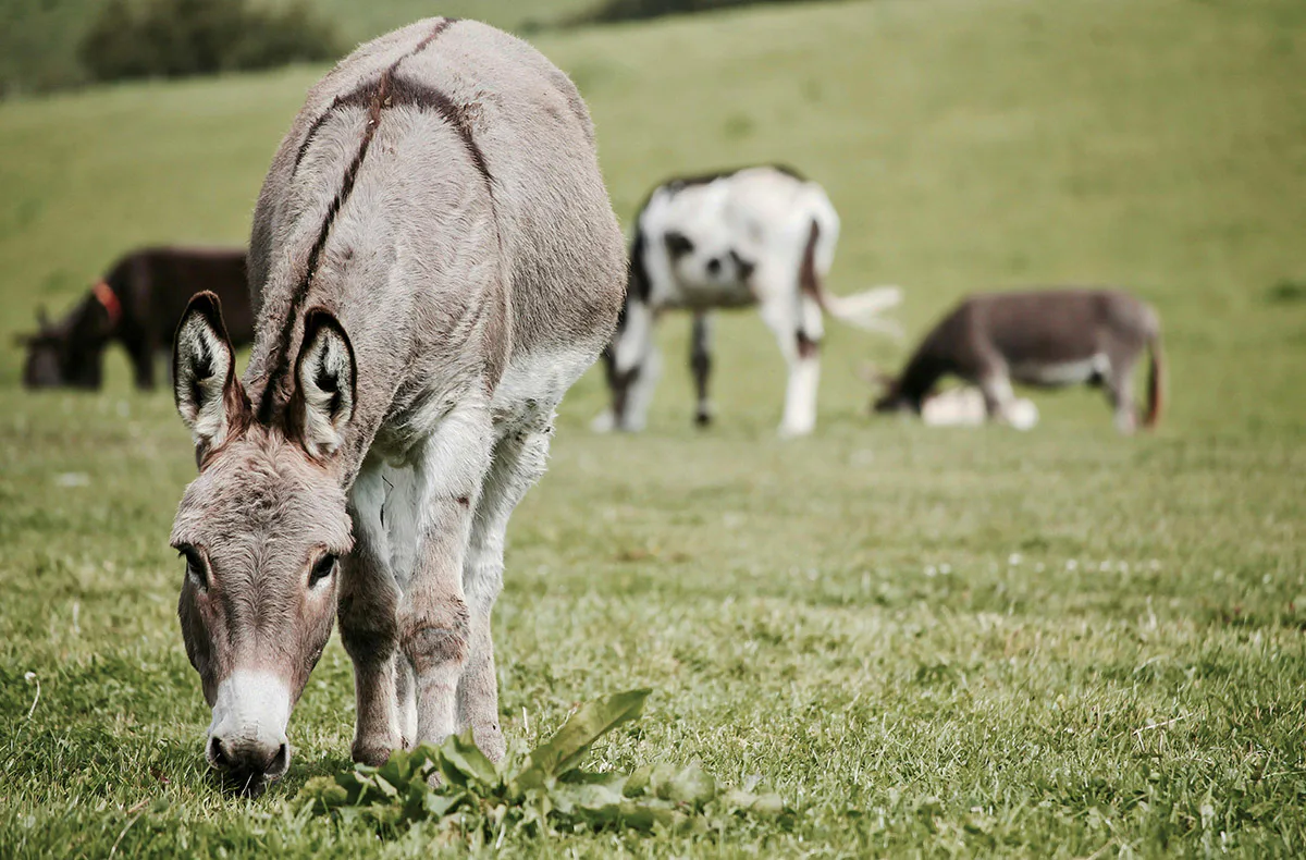 Eselwanderung für 2 Bad Doberan - 1