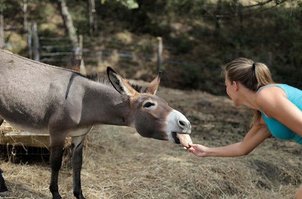 Eselwanderung für 2