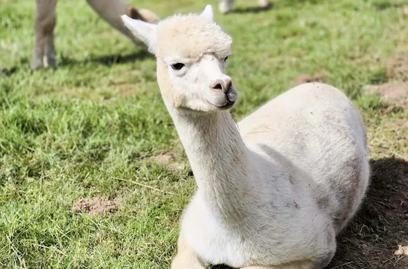 Filzen mit Alpaka Erlebnis in der Eifel