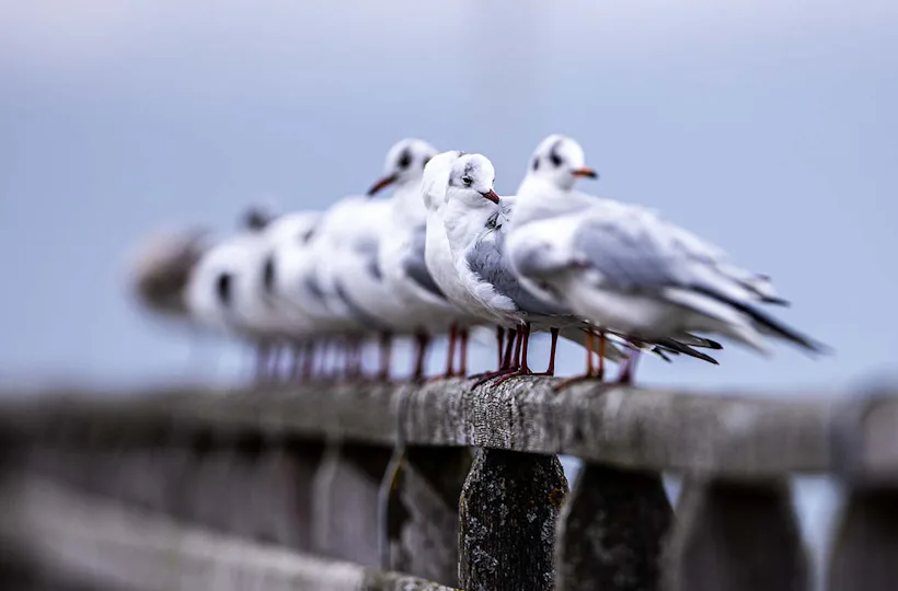 Fotografie Kurs Ammersee (Vögel und Natur)