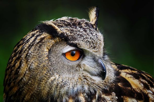 Greifvogelwanderung Voerde