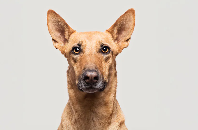 Haustier Fotoshooting Düsseldorf
