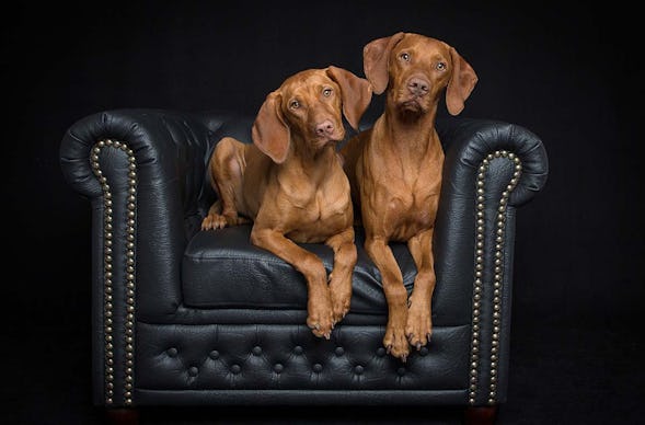 Hunde Fotoshooting Seevetal