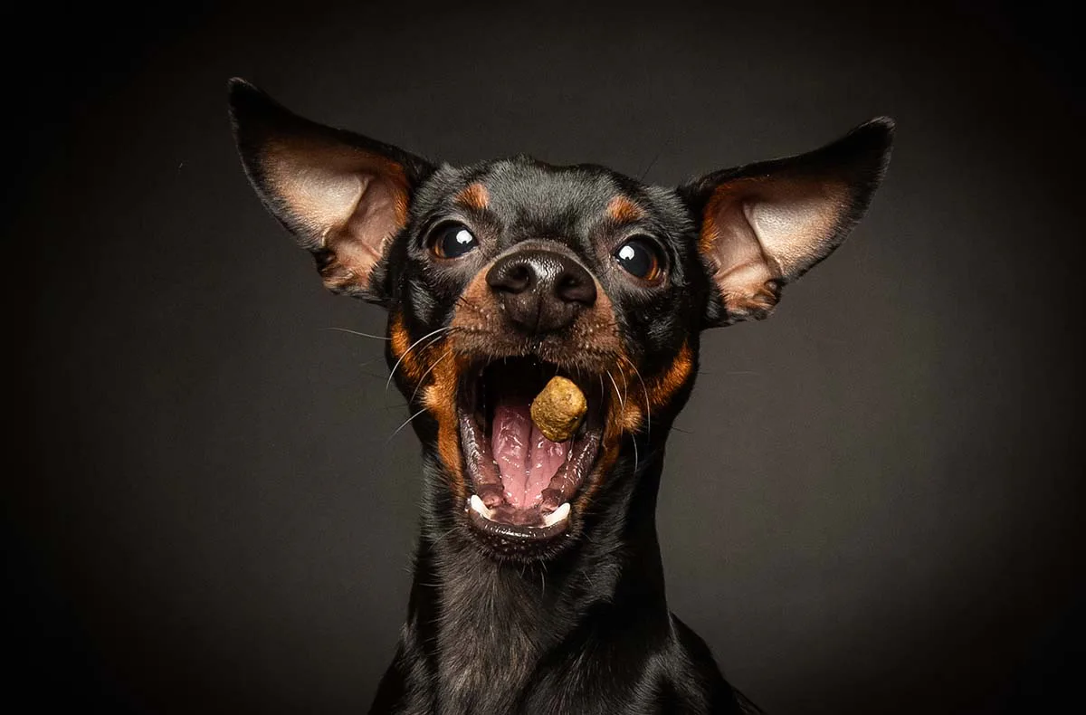 Hunde Fotoshooting Seevetal (Schnapp-Shooting) - 1