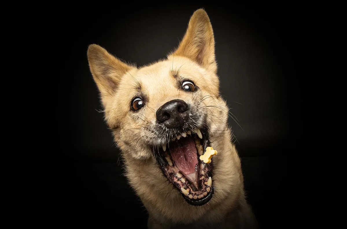 Hunde Fotoshooting Seevetal (Schnapp-Shooting) - 2