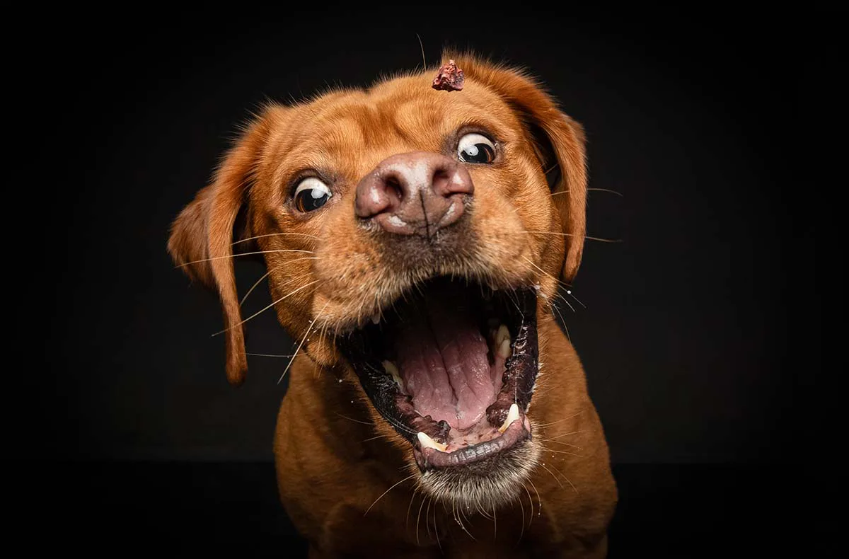 Hunde Fotoshooting Seevetal (Schnapp-Shooting) - 4