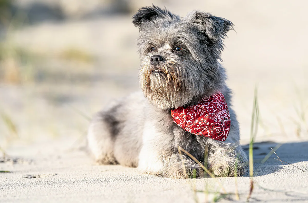 Hundeshooting Sankt Peter-Ording - 4