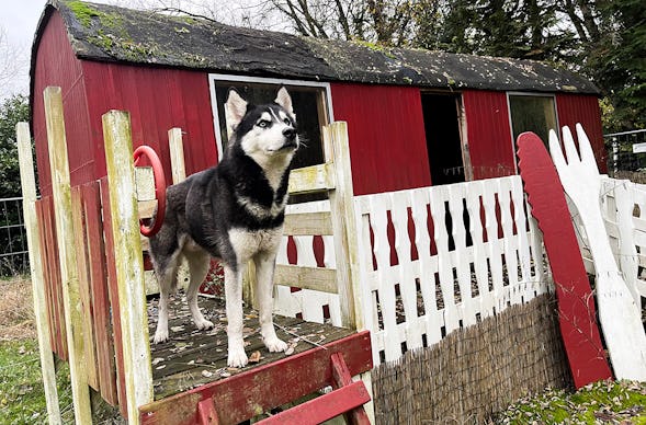 Husky Erlebnistag Neureut-Karlsruhe