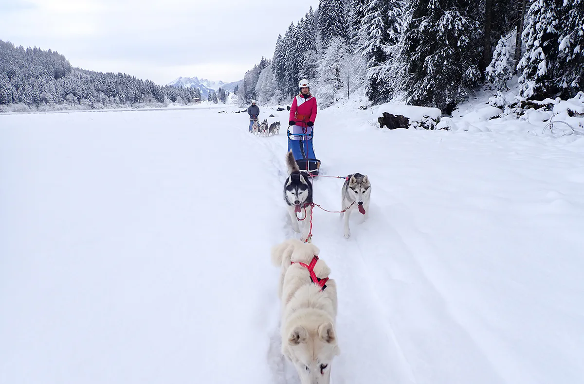 Schlittenhunde Abenteuer Ermenswil St. Gallen für 2 - 2