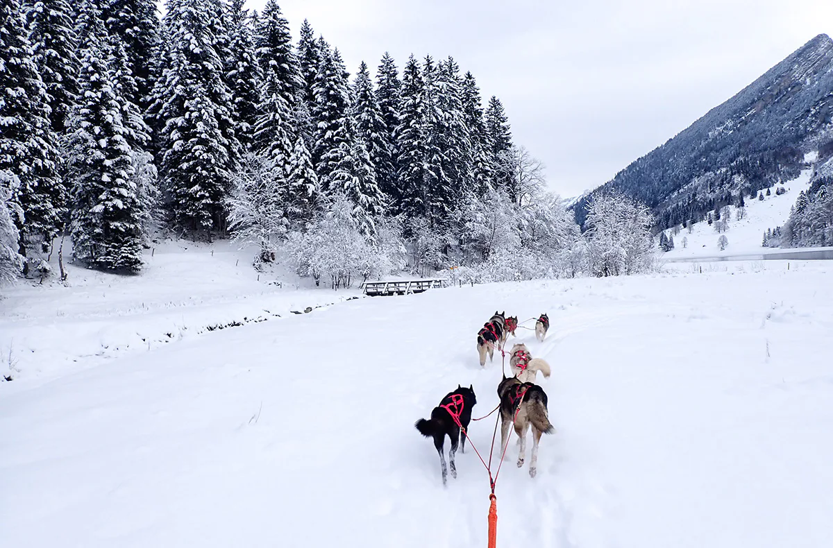 Schlittenhunde Abenteuer Ermenswil St. Gallen für 2 - 3