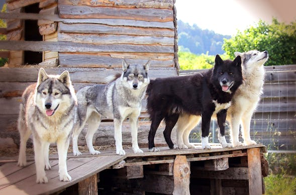 Husky Trekking Dietfurt a.d. Altmühl