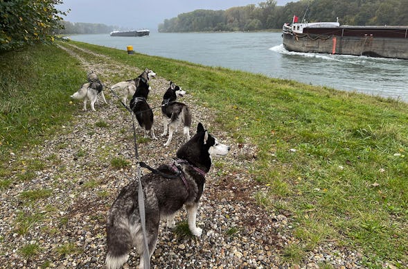 Husky Wanderung Eggenstein-Leopoldshafen