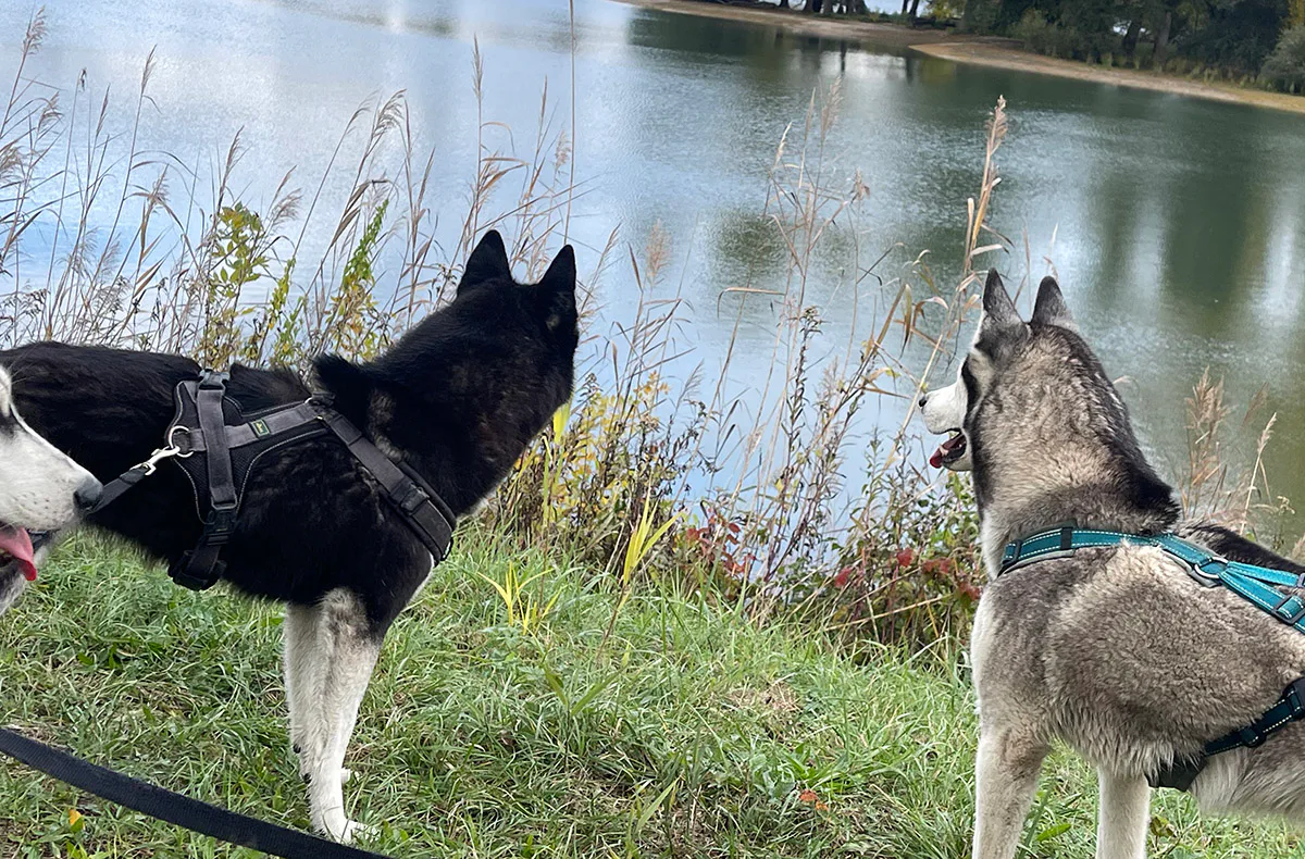 Husky Wanderung Eggenstein-Leopoldshafen - 4