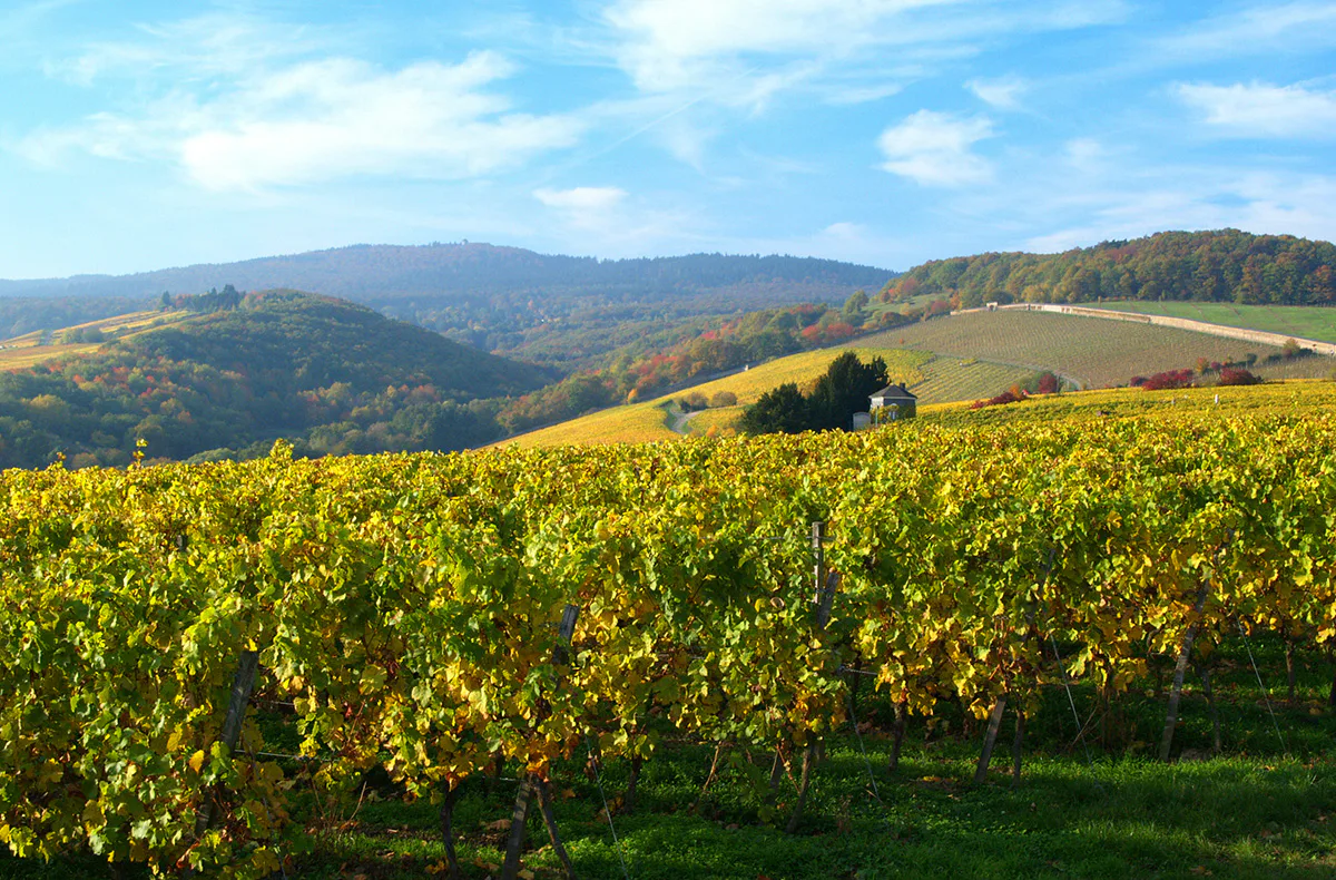Wein-Kurzurlaub im Rheingau für 2 - 2