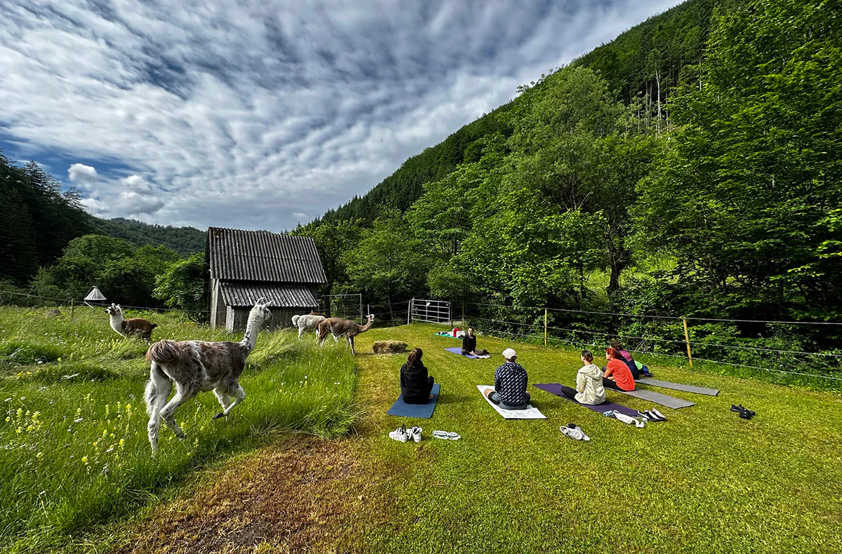 Lama Wanderung mit Yoga & Brunch - 2