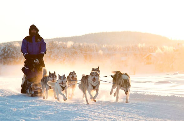Lappland-Kurzurlaub mit Husky & Rentierschlittenfahrt für 2