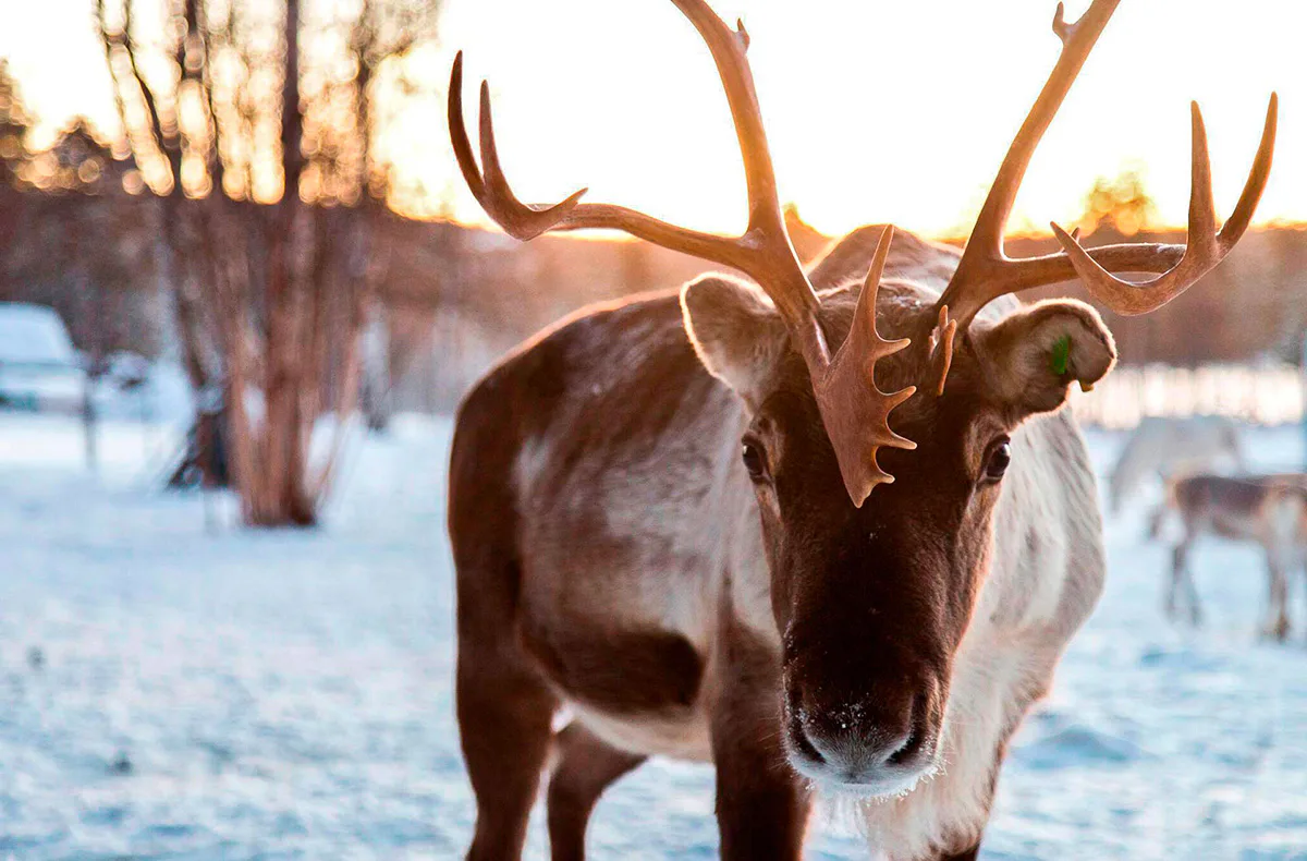 Lappland mit Schlittenfahrt für 2 - 2
