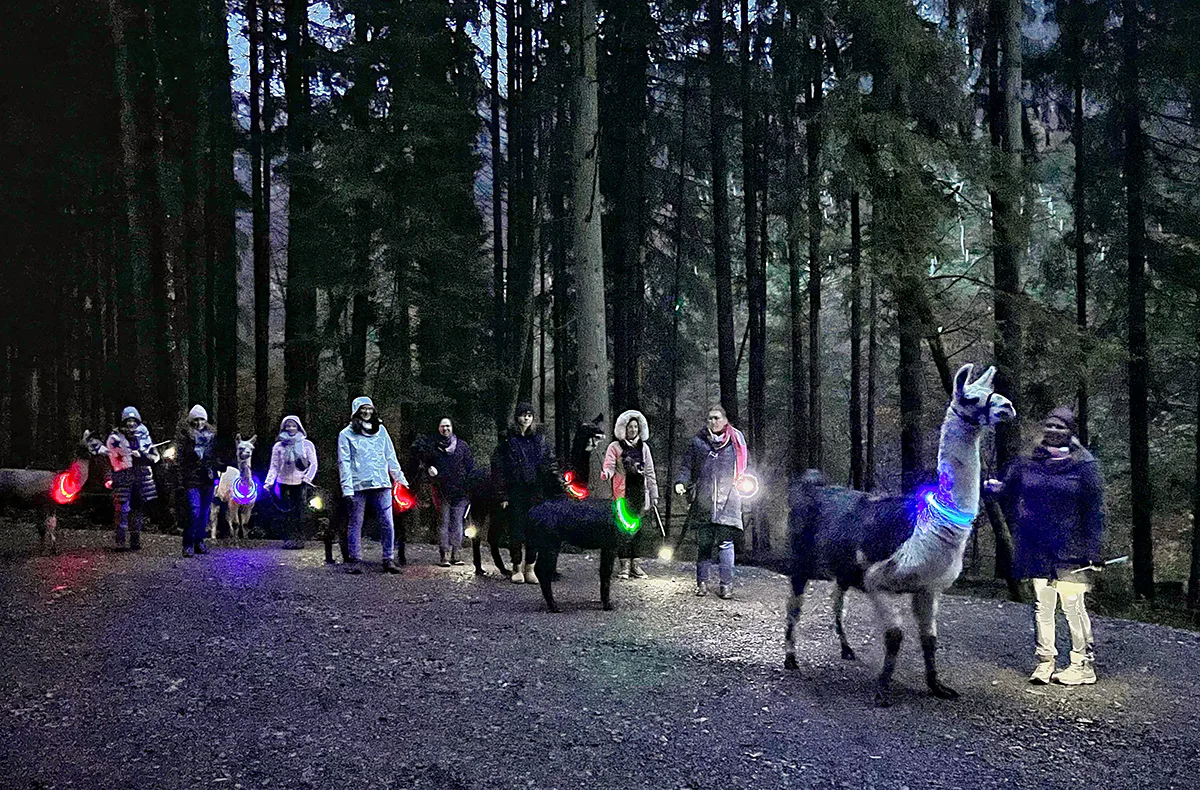 Laternenwanderung mit Alpakas Neckargerach - 2