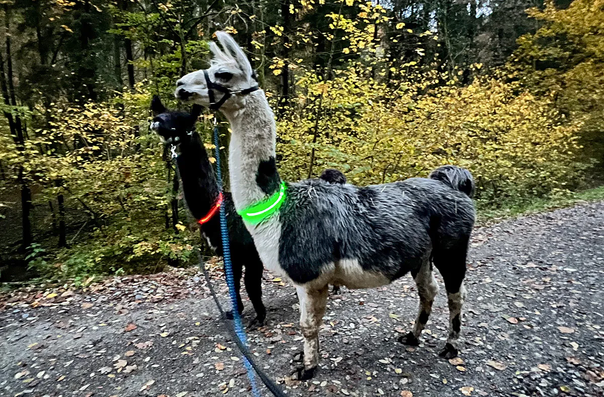 Laternenwanderung mit Alpakas Neckargerach - 1