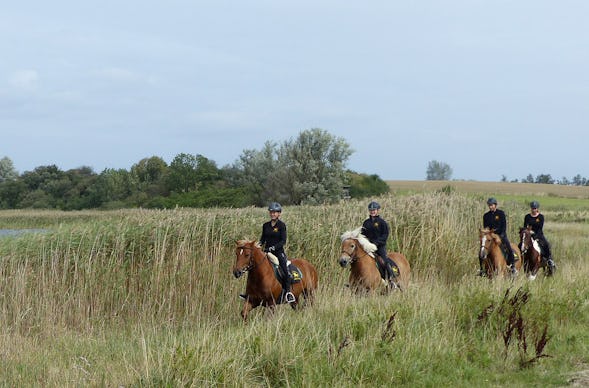 Rennreiten für Einsteiger Bad Doberan