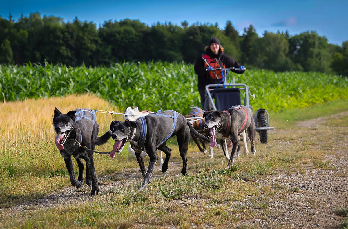 Schlittenhundefahrt Schwabmünchen - 2
