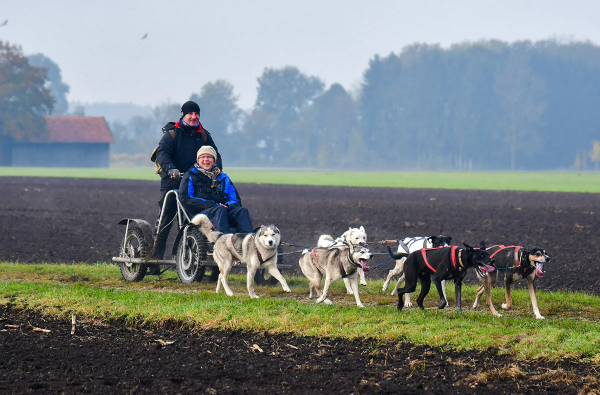 Schlittenhundefahrt Schwabmünchen - 3