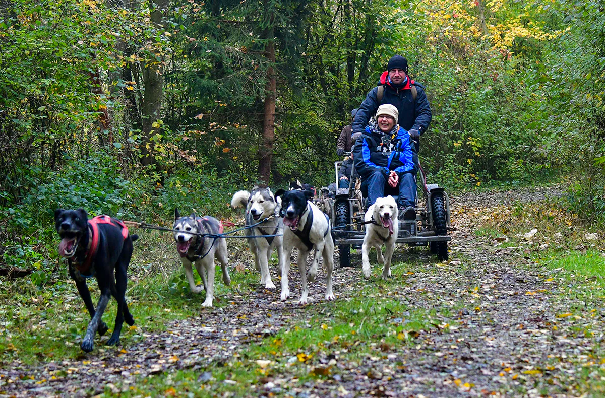 Schlittenhundefahrt Schwabmünchen - 4