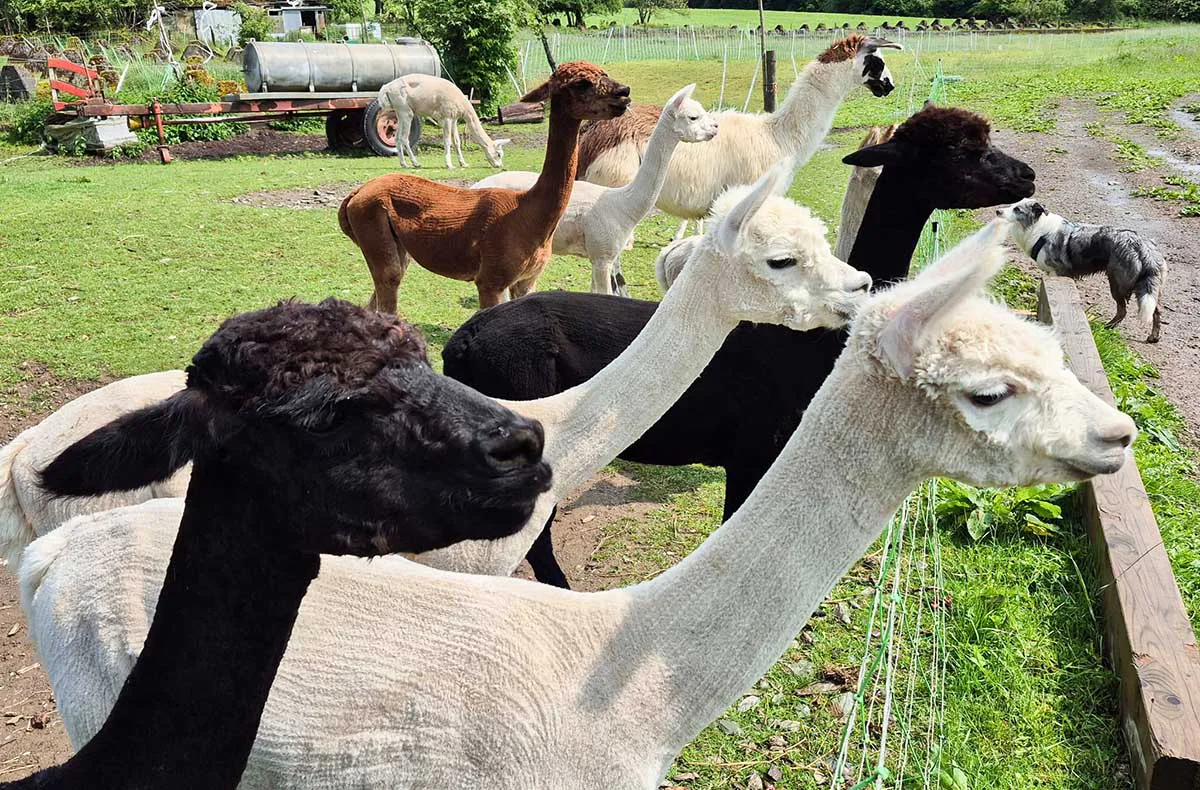 Schokofondue mit Alpaka Erlebnis in der Eifel - 1