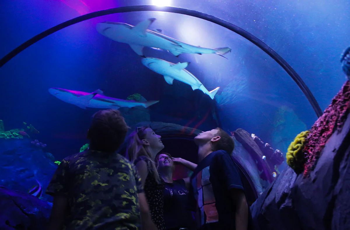 Sea Life Konstanz (Kinder-Ticket) - 2