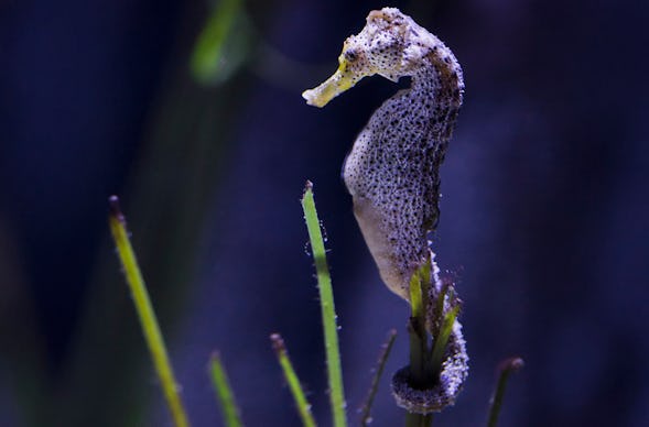 Sea Life Timmendorfer Strand