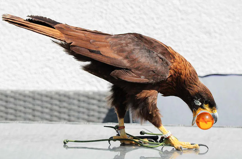 Spaziergang mit Greifvogel Pollhagen