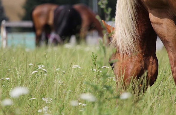 Spaziergang mit Pferden Grumbach
