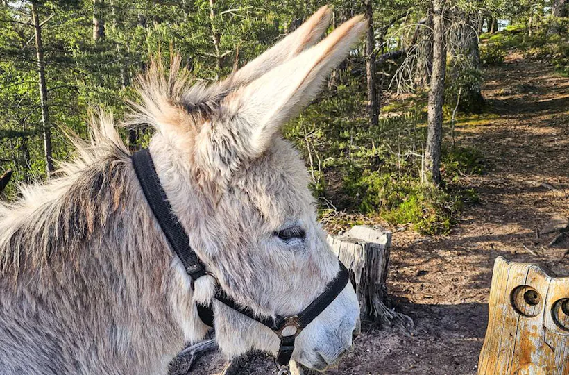 Tagestour mit Eseln Eppenbrunn