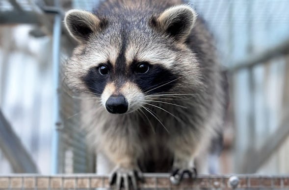 Tiere pflegen Mücke
