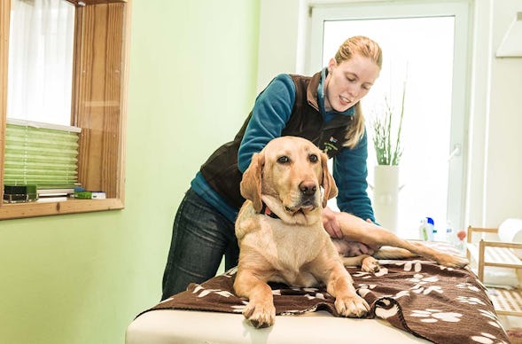 Urlaub mit Hund Bad Gastein