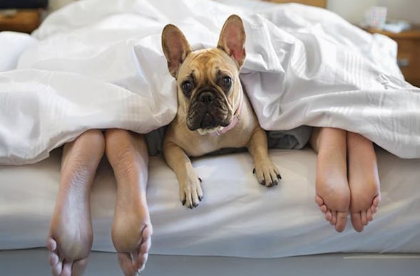 Urlaub mit Hund im Schloss für 2 (2 Nächte)