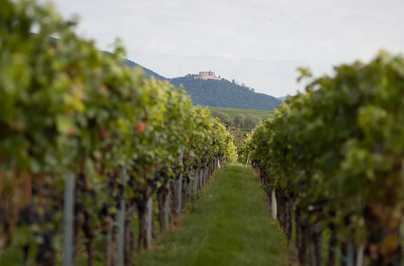 Wanderurlaub mit Weingut-Übernachtung in Rheinland-Pfalz für 2 (2 Nächte)