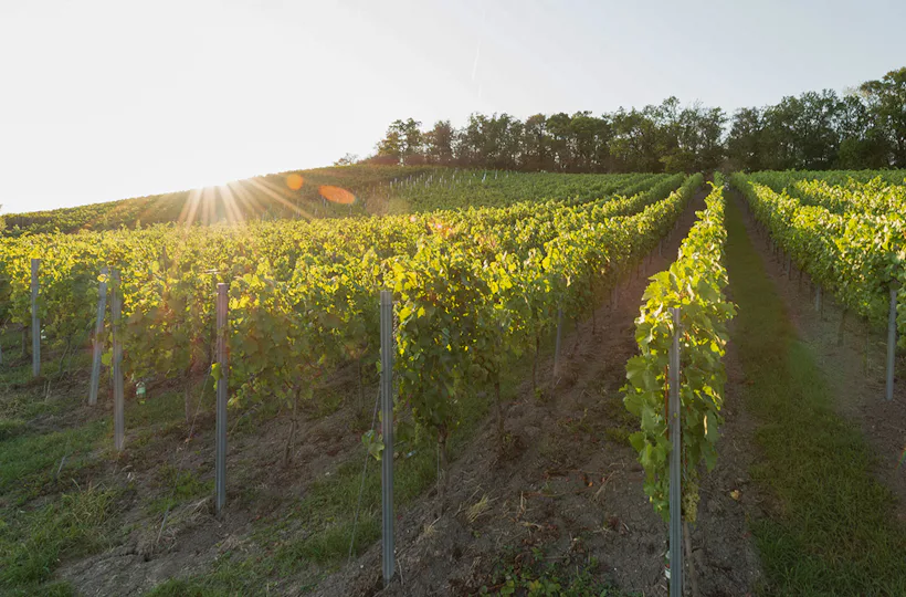 Weinbergwanderung Ulsenheim mit Verkostung und Brotzeit