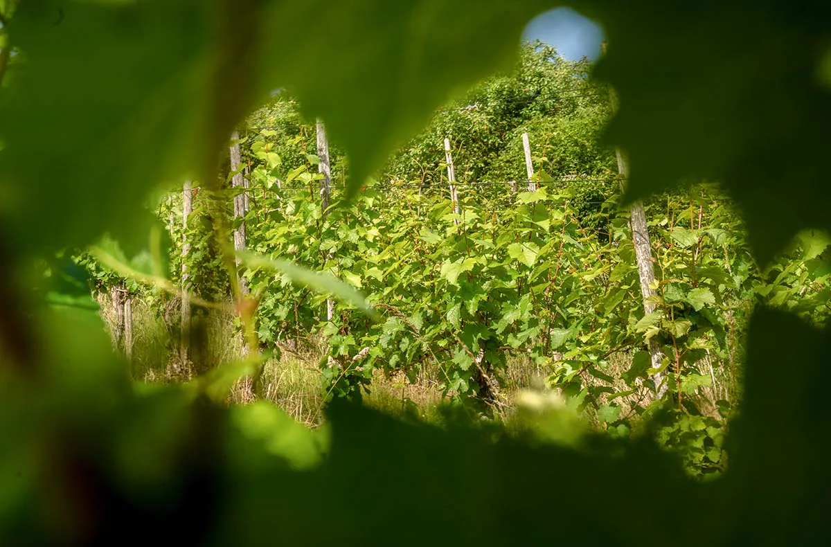 Weinbergwanderung mit Weinverkostung in Rheinland-Pfalz - 12