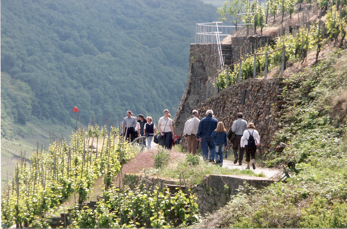 Weinwanderung und Schifffahrt auf der Mosel Bernkastel - 5
