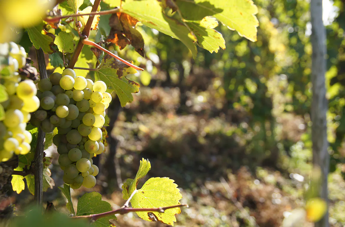 Weinwanderung und Schifffahrt auf der Mosel Bernkastel - 6