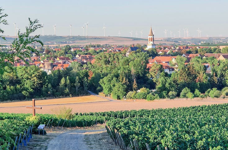 Weinwanderung Zornheim