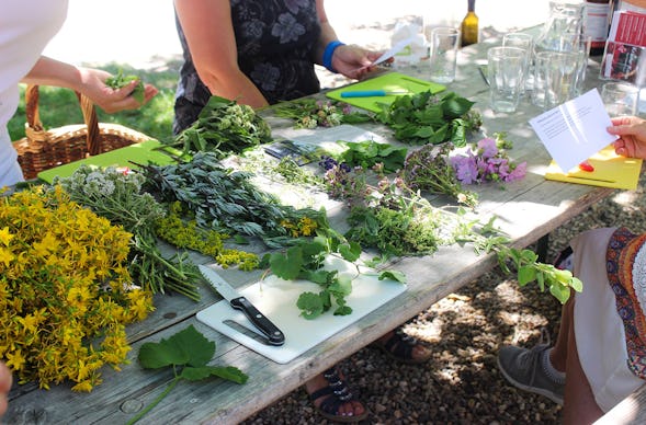 Wildkräuter Kurs Jüchen