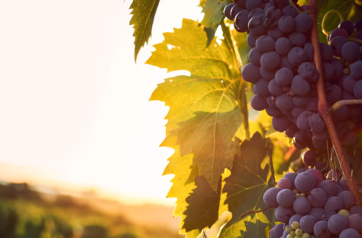 Wine & Dine Osthofen - 3